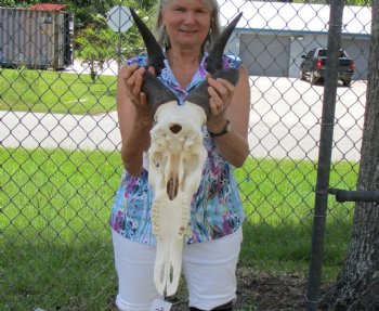 Male Red Hartebeest Skull with 20-1/2 and 21 inches Horns for $119.99