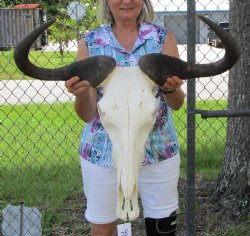 28 inches wide Massive African Blue Wildebeest Skull and Horns for $119.99 (REQUIRES HUGE BOX)