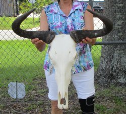 22-3/4 inches wide Large African Blue Wildebeest Skull and Horns for $114.99