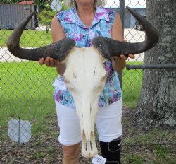 26-1/2 inches wide Large African Blue Wildebeest Skull and Horns for $119.99 (REQUIRES HUGE BOX)