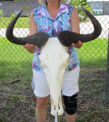 22-1/2 inches wide Large African Blue Wildebeest Skull and Horns for $99.99