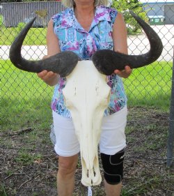 22-1/2 inches wide Large African Blue Wildebeest Skull and Horns for $114.99