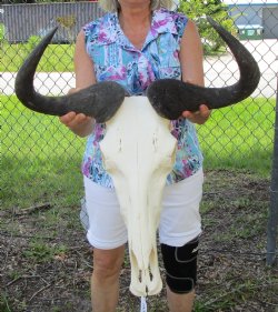 22-1/2 inches wide Large African Blue Wildebeest Skull and Horns for $99.99