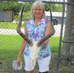 African Impala Skull with 20-1/2 inches Horns  for $99.99