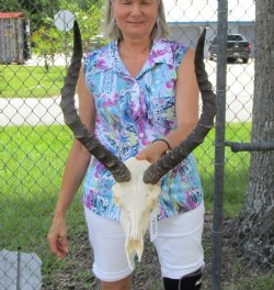 Discount African Impala Skull with 18 inches Horns <font color=red> Grade 2 Quality </font> for $79.99
