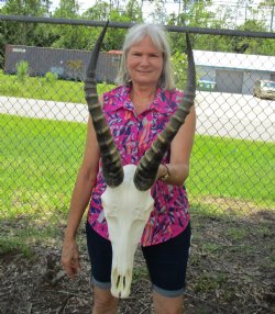 African Blesbok Skull with 15-1/2 Horns <font color=red> Good Quality</font> for $79.99