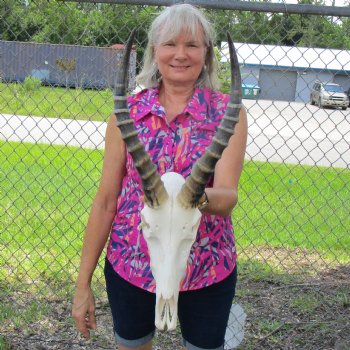 African Blesbok Skull with 13 Horns <font color=red> Grade A Quality</font> for $84.99