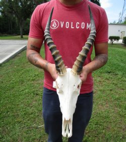 African Blesbok Sku...