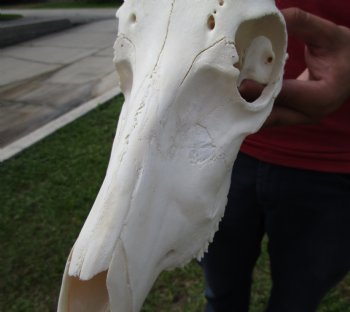 African Blesbok Skull with 13 Horns - Buy this one for $79.99