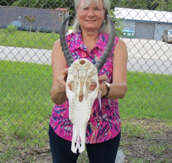 African Blesbok Skull with 13 Horns <font color=red> Grade A Quality</font> for $89.99