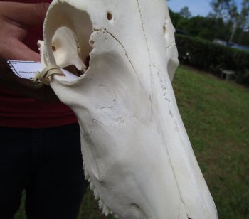 African Blesbok Skull with 13 Horns - Buy this one for $79.99