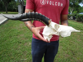 African Blesbok Skull with 13 Horns - Buy this one for $79.99