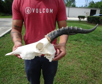 African Blesbok Skull with 13 Horns - Buy this one for $79.99