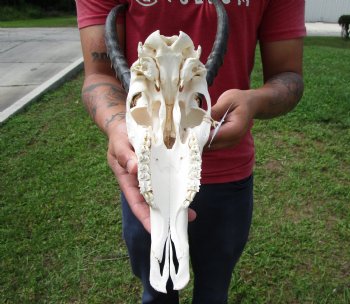 African Blesbok Skull with 13 Horns - Buy this one for $79.99