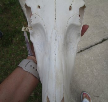 African Blesbok Skull with 13 Horns - Buy this one for $79.99