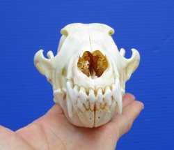 7 inches Real Coyote Skull for $39.99