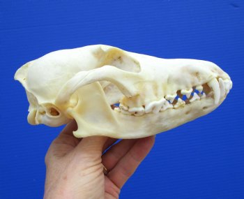 7 inches Real Coyote Skull for $39.99