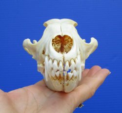 7 inches Real Coyote Skull for $39.99