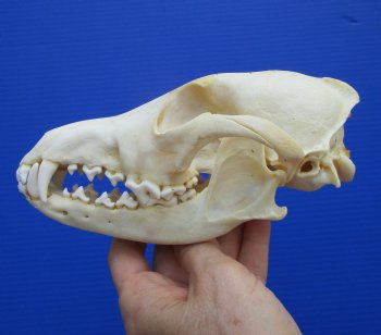 7 inches Real Coyote Skull for $39.99