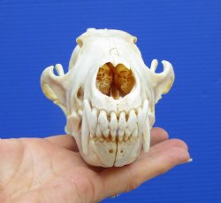 7 inches Real Coyote Skull for $39.99