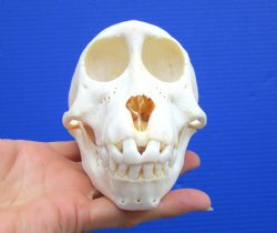 5-1/4 inches Juvenile African Chacma Baboon Skull (CITES 302309)- $109.99