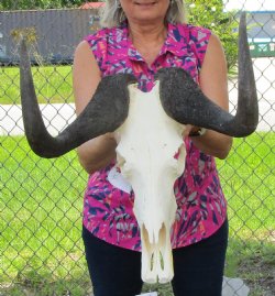 15-3/4 inches wide Authentic Female Black Wildebeest Skull <font color=red> Good Quality</font> for $99.99