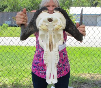 15-3/4 inches wide Authentic Female Black Wildebeest Skull <font color=red> Good Quality</font> for $99.99