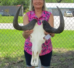 15-3/4 inches wide Authentic Female Black Wildebeest Skull for $99.99