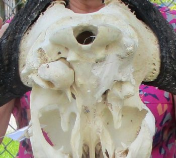 15-3/4 inches wide Authentic Female Black Wildebeest Skull for $99.99