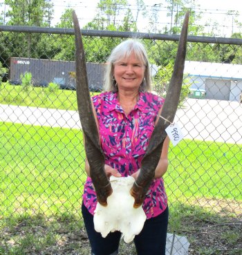 Cow Eland Skull Plate with 24-1/2 and 23-1/2 inches Horns for $74.99