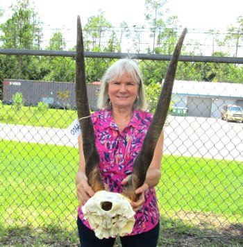 Cow Eland Skull Plate with 24-1/2 and 23-1/2 inches Horns for $74.99