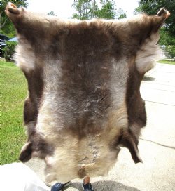 Authentic Finland Reindeer Hide, Skin, Fur 48 by 45 inches for $154.99