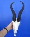 Male Springbok Skull with 11-1/2 inches Horns <font color=red> Good Quality</font> Small hole in back of skull - Buy this one for $89.99