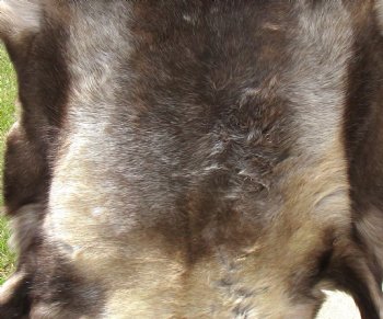 Authentic Finland Reindeer Hide, Skin, Fur 48 by 45 inches for $154.99