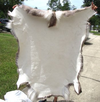 Authentic Finland Reindeer Hide, Skin, Fur 48 by 45 inches for $154.99