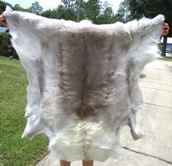 Authentic Reindeer Hide, Skin with Light Fur 41 by 43 inches for $154.99