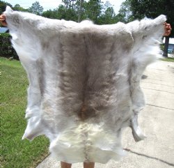 Authentic Reindeer Hide, Skin with Light Fur 41 by 43 inches for $154.99