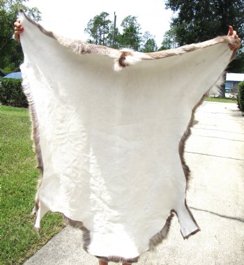 Authentic Finland Reindeer Hide, Skin, Fur 45 by 42 inches for $154.99