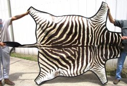 Authentic Dark Brown and Tan Striped Zebra Skin, Hide Rug, Grade B Quality, 80 by 73 for $900.00 (Delivery Signature Required)