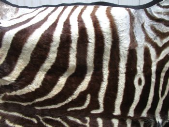 Authentic Dark Brown and Tan Striped Zebra Skin, Hide Rug, Grade B Quality, 80 by 73 for $900.00 (Delivery Signature Required)