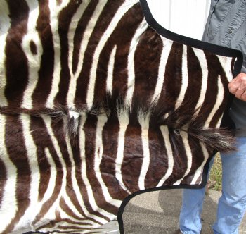 Authentic Dark Brown and Tan Striped Zebra Skin, Hide Rug, Grade B Quality, 80 by 73 for $900.00 (Delivery Signature Required)