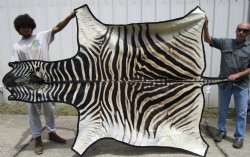 Authentic Burchelli Zebra Skin, Hide Rug, Grade B Quality, 80 by 73 for $975.00 (Delivery Signature Required)