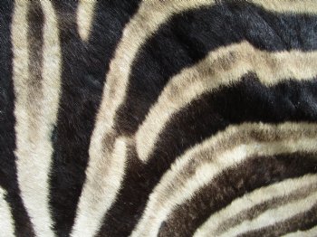 Authentic Burchelli Zebra Skin, Hide Rug, Grade B Quality, 80 by 73 for $975.00 (Delivery Signature Required)
