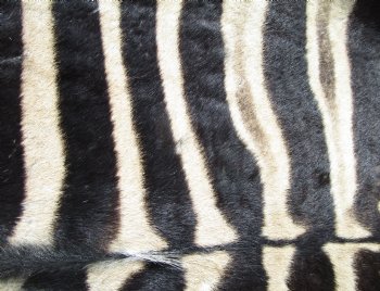Authentic Burchelli Zebra Skin, Hide Rug, Grade B Quality, 80 by 73 for $975.00 (Delivery Signature Required)
