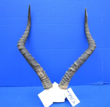 Authentic African Impala Skull Plate, Cap with 20-1/4 inches Horns for $59.99
