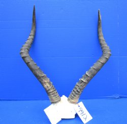 Authentic African Impala Skull Plate, Cap with 20-1/4 inches Horns for $64.99