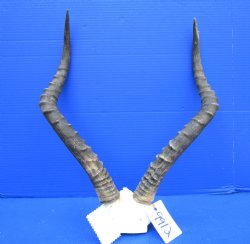 Authentic African Impala Skull Plate, Cap with 20-1/4 inches Horns for $59.99