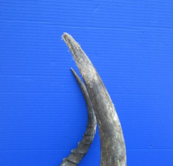 Authentic African Impala Skull Plate, Cap with 20-1/4 inches Horns for $59.99