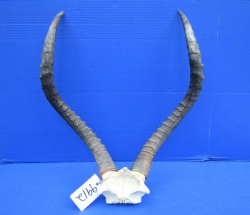 Authentic African Impala Skull Plate, Cap with 20-1/4 inches Horns for $59.99