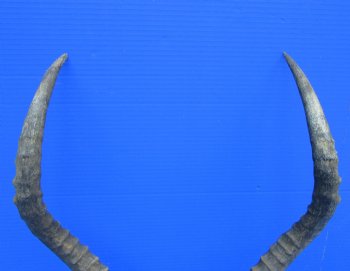 Authentic African Impala Skull Plate, Cap with 20-1/4 inches Horns for $59.99